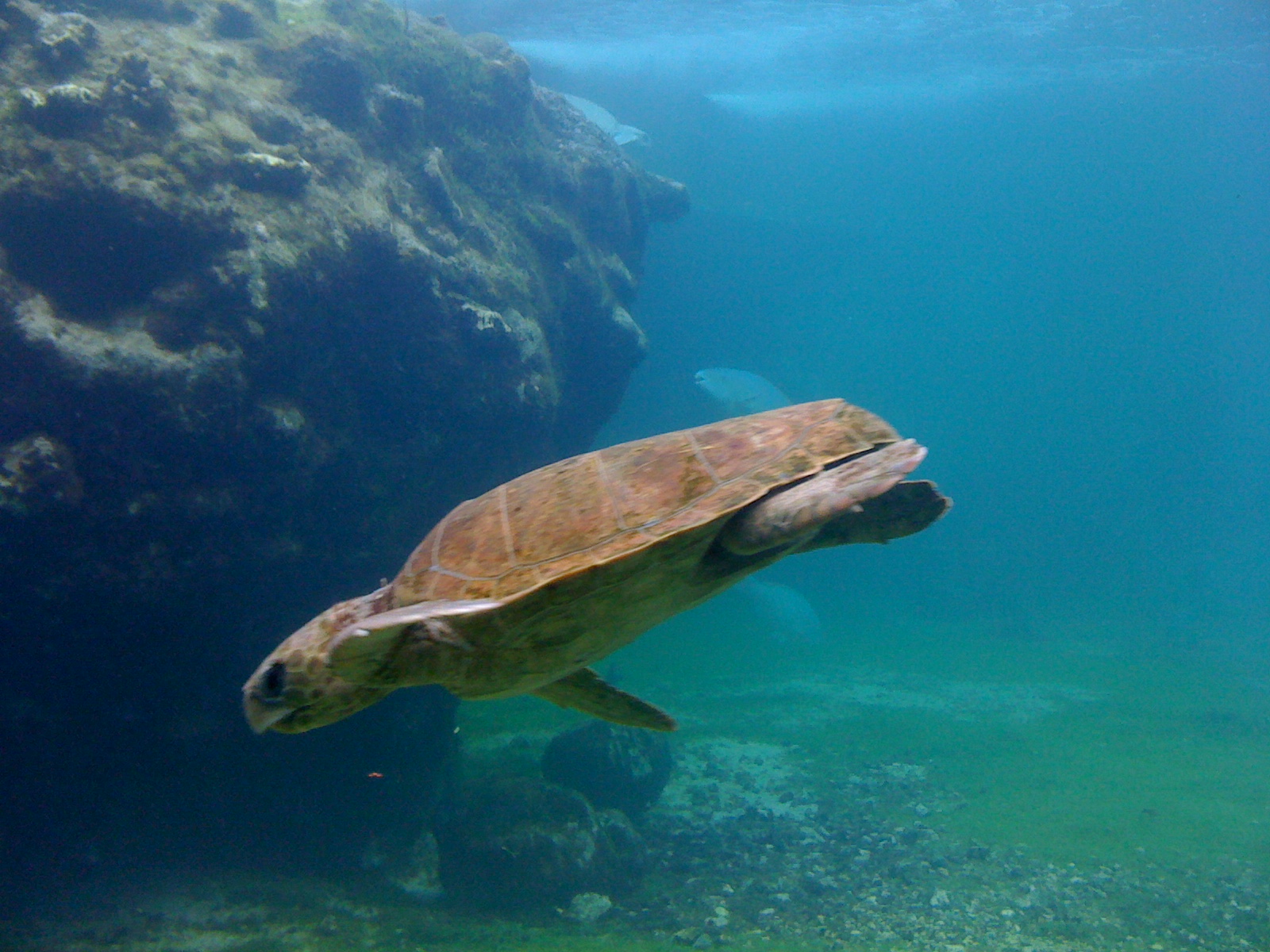 jm tortue
